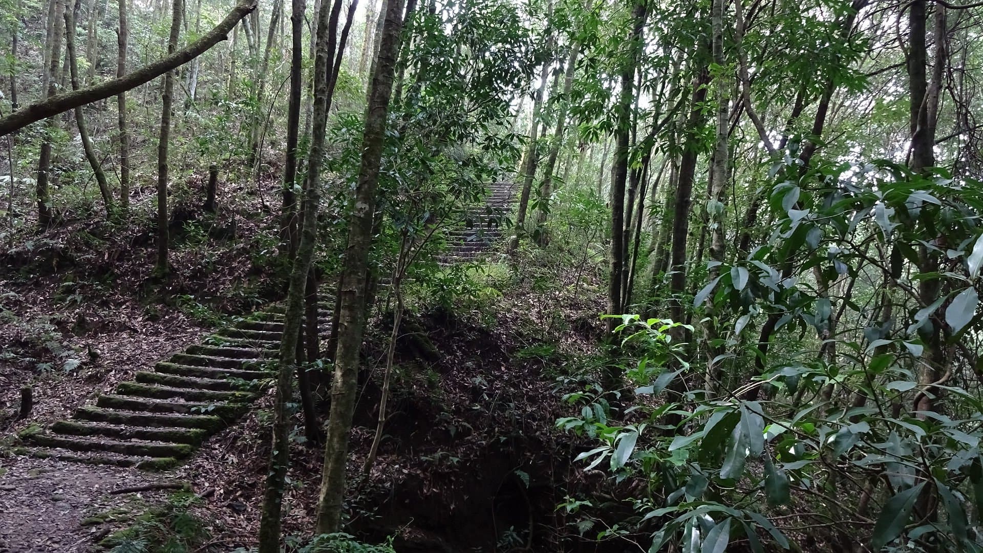 Nagarkot day hike — pine forest ridge trail with Himalayan mountain views, Nepal